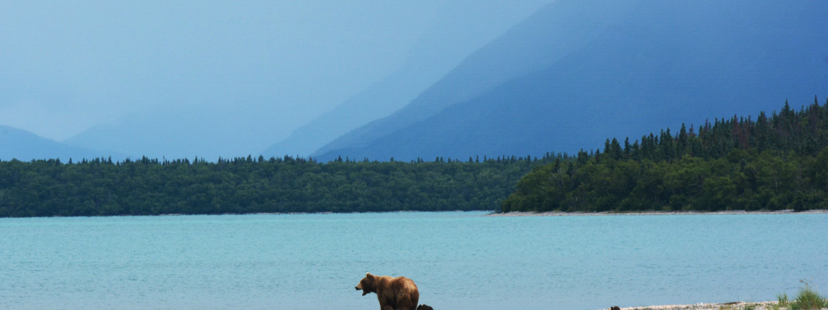 Bärenbeobachtung in Alaska