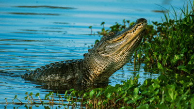 Alligator in Florida  – provided by Explorer Fernreisen