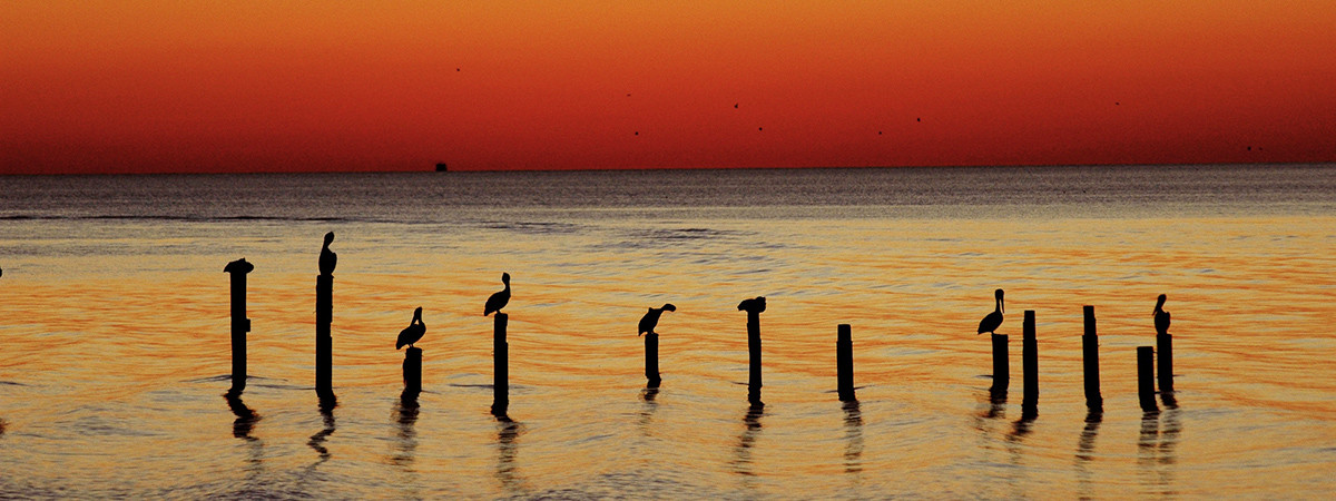 Pelikane vor dem Sonnenuntergang an der Golfküste in Biloxi