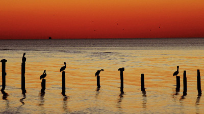 Pelikane vor dem Sonnenuntergang an der Golfküste in Biloxi  – provided by MISSISSIPPI