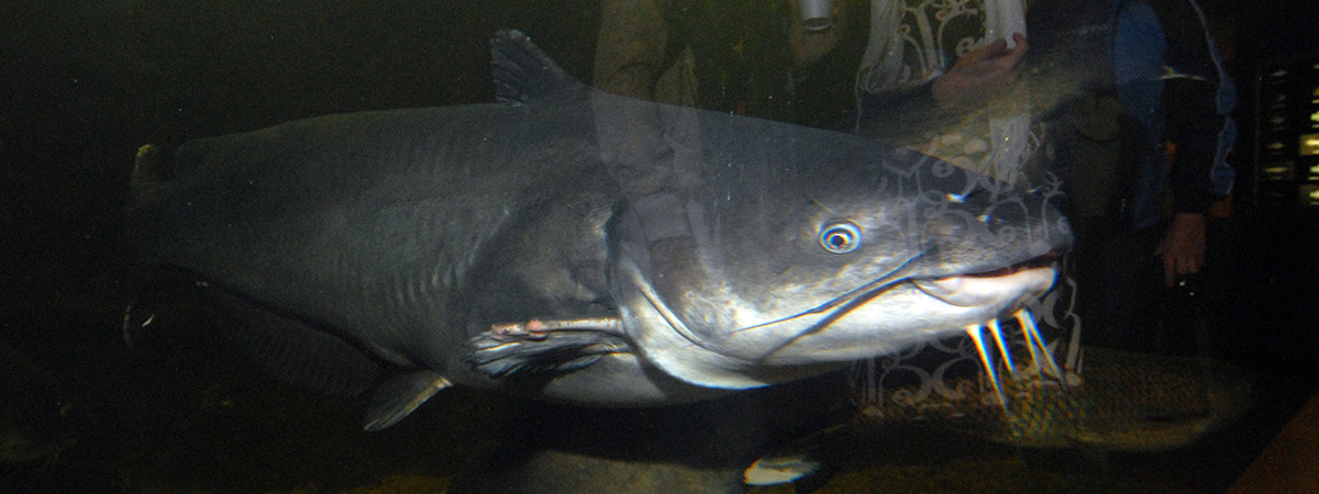 Catfish im Tunica RiverPark & Museum