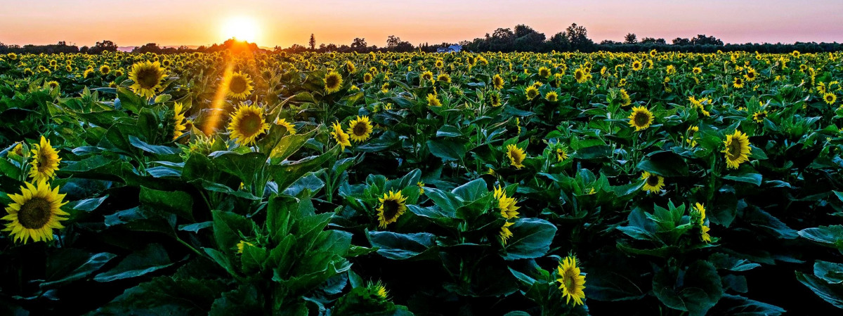 Sonnenblumenfelder, Yolo County