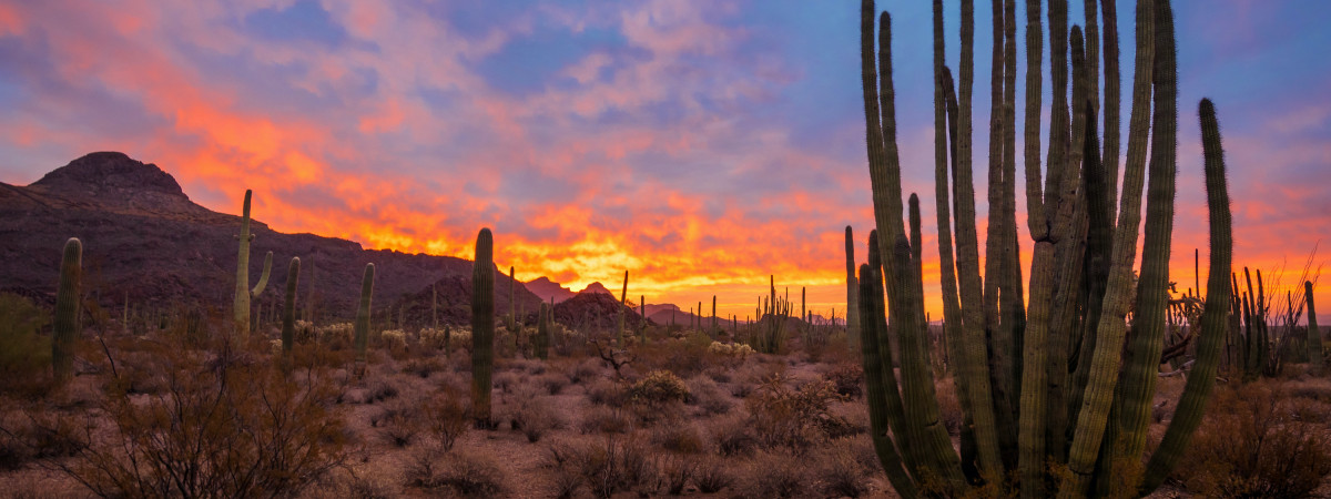 Ajo Organ Pipe Cactus National Monument beim Sonnenuntergang