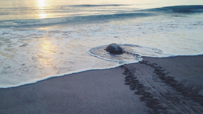 Sea Turtle Conservation  – provided by Coastal Connections Inc