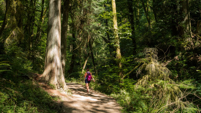 Wanderung im Forest Park  – provided by Justin Katigbak, Travel Portland