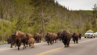 Bison at Yellowstone National Park  – provided by Montana Office of Tourism